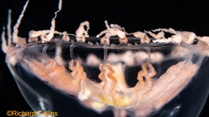 Staurodiscus kellneri, medusa; Florida, western Atlantic Ocean