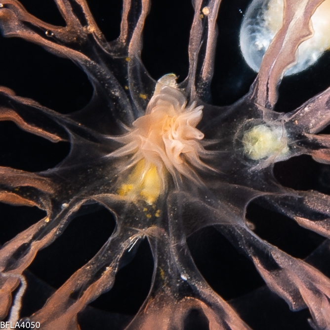 Staurodiscus kellneri, medusa; Florida, western Atlantic Ocean Staurodiscus kellneri, medusa; Florida, western Atlantic Ocean