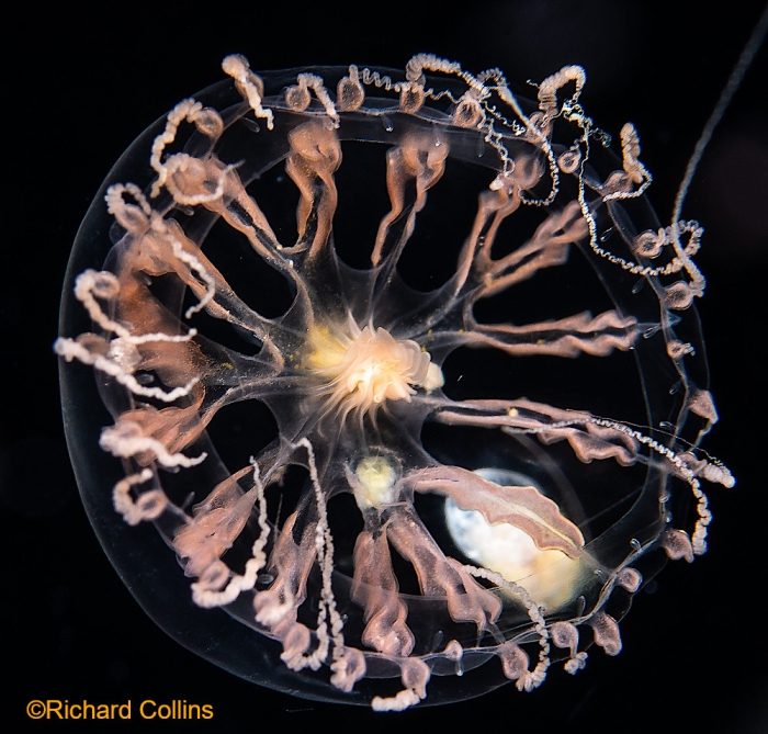 Staurodiscus kellneri, medusa, diameter 20 mm; Gulf Stream off Florida, USA
