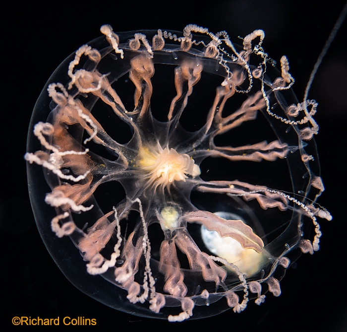 Staurodiscus kellneri, medusa, diameter 20 mm; Gulf Stream off Florida, USA Staurodiscus kellneri, medusa, diameter 20 mm; Gulf Stream off Florida, USA