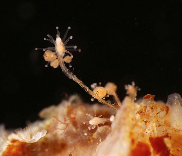 Sarsia tubulosa, polyp, height hydranth plus stem ca. 4 mm; Norway, Raunefjorden