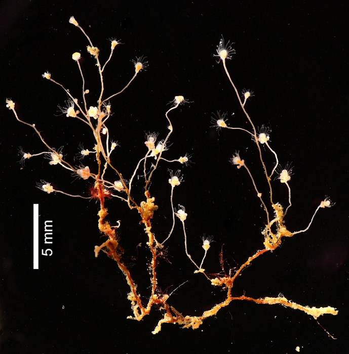 Eudendrium islandicum; Norway, Raunefjorden Eudendrium islandicum; Norway, Raunefjorden