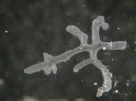 Polyplacotoma mediterranea