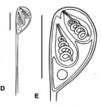 Illustration of Hennegoides malayensis myxospore