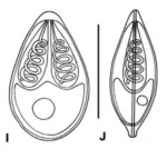 Illustration of Myxobolus pangasii myxospore