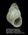 Eatoniella atervisceralis