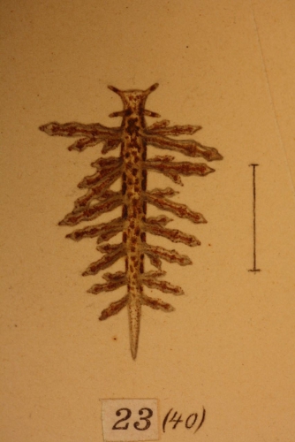 Tergipes fustifer, fig 23 (40), Odhner, 1907