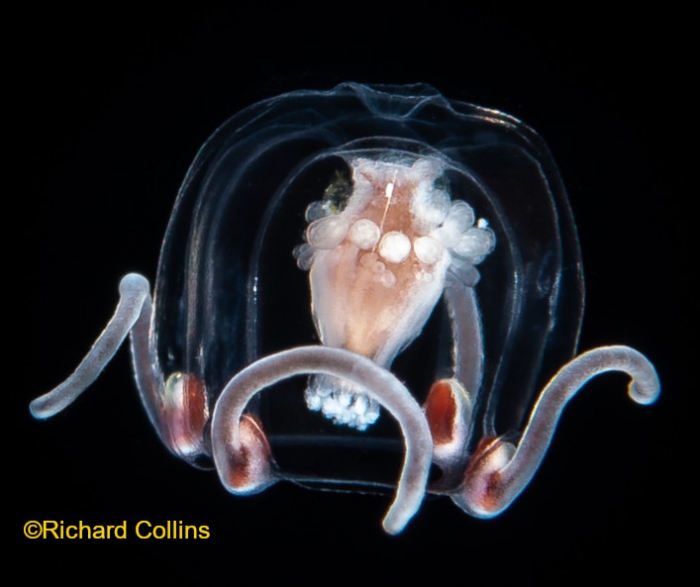 Cytaeis tetrastyla, medusa; from Florida, western Atlantic