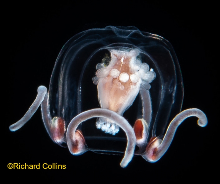 Cytaeis tetrastyla, medusa; from Florida, western Atlantic Cytaeis tetrastyla, medusa; from Florida, western Atlantic