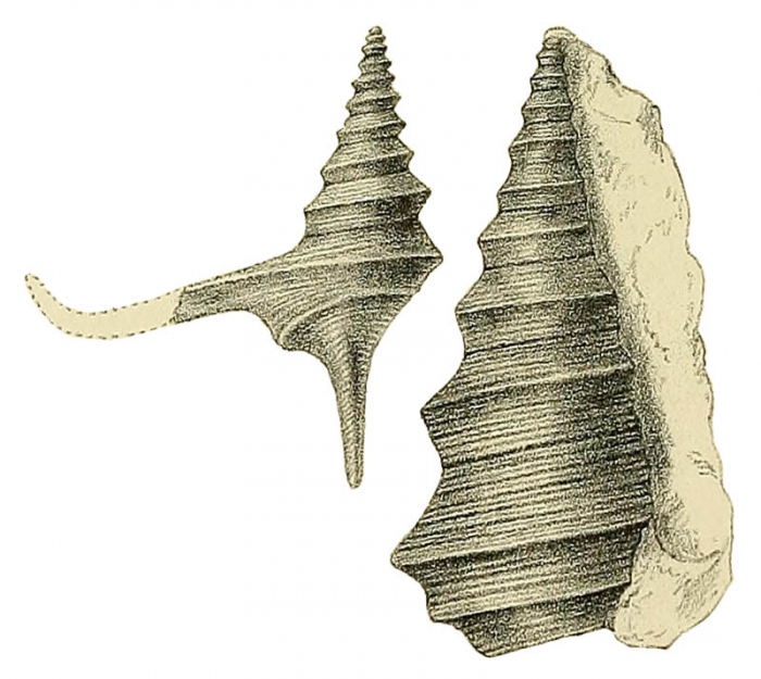 Alaria bispinosa var. elegans reproduced from Hudleston, 1884 pl. VI, fig. 8, 8a 