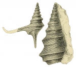 Alaria bispinosa var. elegans reproduced from Hudleston, 1884 pl. VI, fig. 8, 8a 