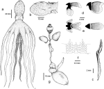 Lepidoctopus joaquini gen. et sp. nov.