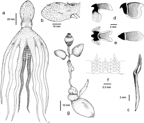 Lepidoctopus joaquini gen. et sp. nov.