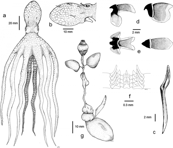 Lepidoctopus joaquini gen. et sp. nov. Lepidoctopus joaquini gen. et sp. nov.
