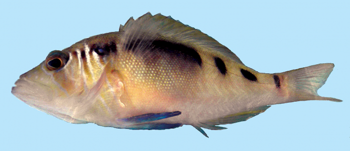 Hypoplectrus liberte Hypoplectrus liberte