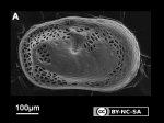 Cytherellidae