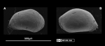 Marine Ostracoda from Rio Grande do Norte state, Northeastern Brazil
