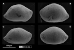 Marine Ostracoda from Rio Grande do Norte state, Northeastern Brazil