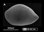 Marine Ostracoda from Rio Grande do Norte state, Northeastern Brazil