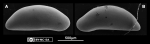 Marine Ostracoda from Rio Grande do Norte state, Northeastern Brazil
