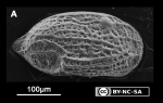 Marine Ostracoda from Rio Grande do Norte state, Northeastern Brazil