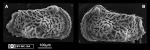 Marine Ostracoda from Rio Grande do Norte state, Northeastern Brazil