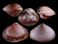 Mollusca (molluscs)