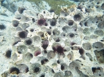 Echinometra insularis forming honeycomb in rock
