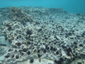 Echinometra insularis forming honeycomb in rock