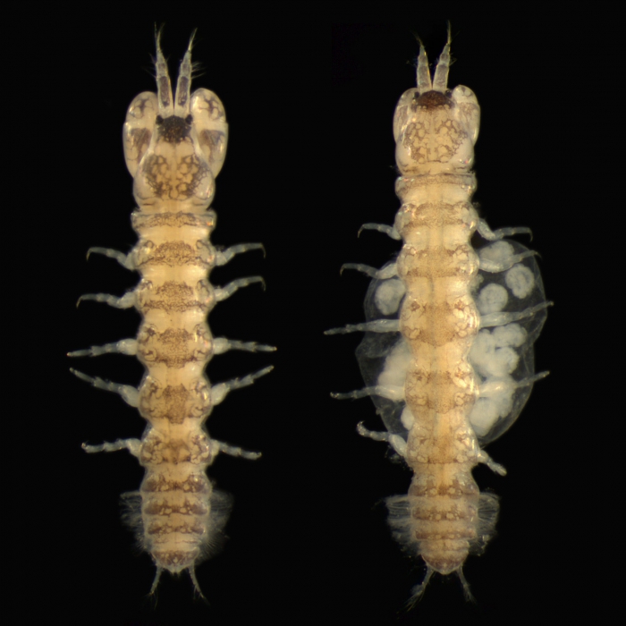 Sinelobus vanhaareni (male and female)