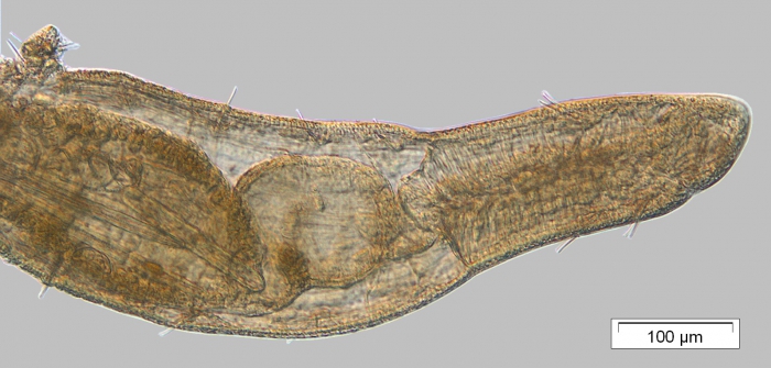 Amphichaeta leydigii Amphichaeta leydigii