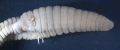 Criodrilus lacuum (genital area with spermatophores)
