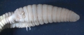 Oligochaeta (oligochaetes)