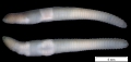 Oligochaeta (oligochaetes)