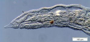 Propappus volki (anterior part)