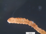 Slavina appendiculata (anterior part)