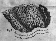 Hans Sloane's (1707) image of Spongia villosa Pallas, 1766
