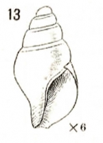 Astyris pura Verrill, 1882 from S. of Martha's Vineyard, 