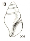 Astyris pura Verrill, 1882 from S. of Martha's Vineyard, "Blake" sta. 894 (365 fathoms)