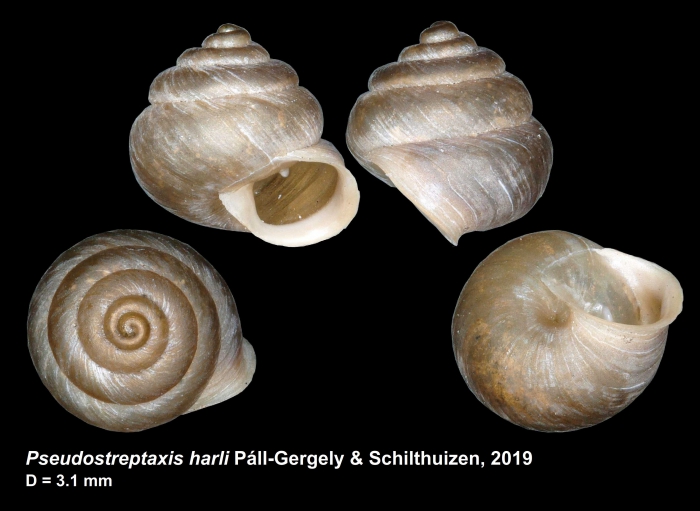 Holotype of Pseudostreptaxis harli Holotype of Pseudostreptaxis harli