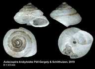 holotype of Aulacospira krobyloides Páll-Gergely & Schilthuizen, 2019