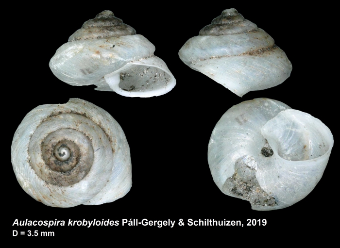 holotype of Aulacospira krobyloides Páll-Gergely & Schilthuizen, 2019 holotype of Aulacospira krobyloides Páll-Gergely & Schilthuizen, 2019