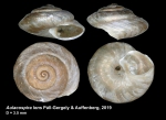 Aulacospira lens Páll-Gergely & Auffenberg, 2019