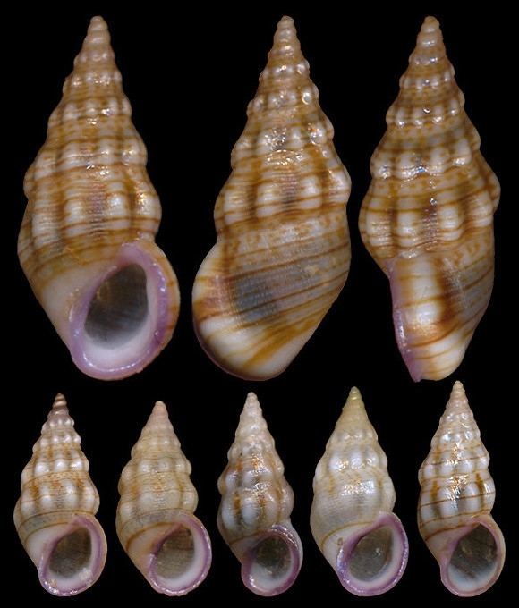 Rissoa variabilis Rissoa variabilis