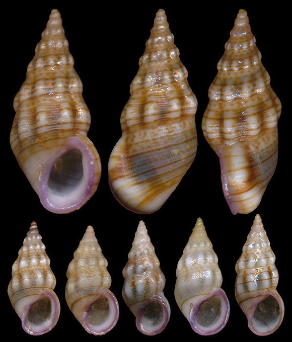 Rissoa variabilis