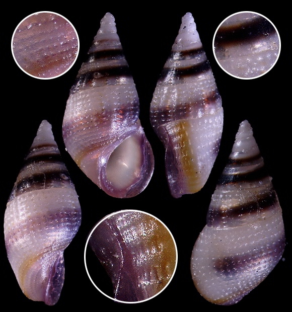 Rissoa violacea