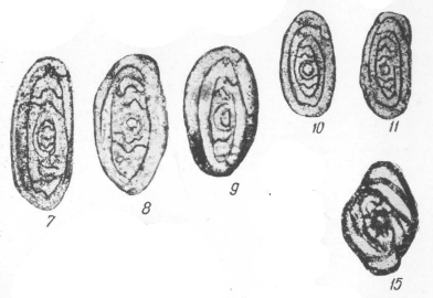 Eosigmoilina rugosa Brazhnikova, 1964 Eosigmoilina rugosa Brazhnikova, 1964
