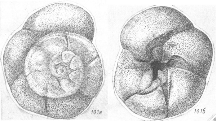 Ammonia astera Shchedrina, 1984 Holotype