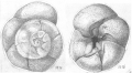 Chromista - Foraminifera (foraminifers)