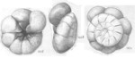 Ammonia crebera Shchedrina, 1984 Holotype